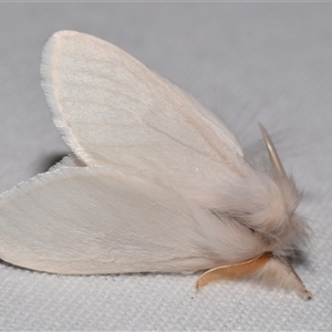 Trichiocercus (genus) at Jerrabomberra, NSW - suppressed