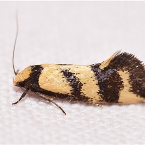 Olbonoma triptycha at Jerrabomberra, NSW - suppressed