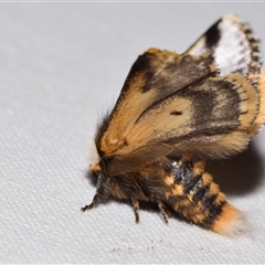 Epicoma melanospila (Black Spot Moth) at Jerrabomberra, NSW - 21 Oct 2024 by DianneClarke