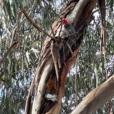 Callocephalon fimbriatum (Gang-gang Cockatoo) at Dickson, ACT - 16 Aug 2024 by Lisa.Jok