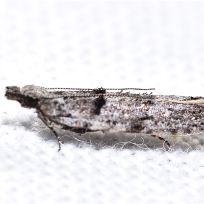 Olethreutinae (subfamily) at  - suppressed by DianneClarke