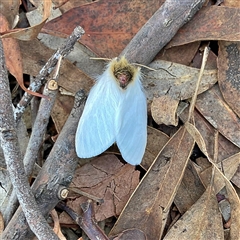 Trichiocercus sparshalli (Sparshall's Moth) at Higgins, ACT - 22 Oct 2024 by MichaelWenke