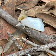 Trichiocercus sparshalli at Higgins, ACT - 22 Oct 2024 05:13 PM