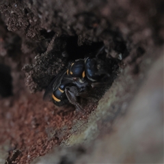 Lasioglossum (Australictus) peraustrale (Halictid bee) at Higgins, ACT - 22 Oct 2024 by MichaelWenke