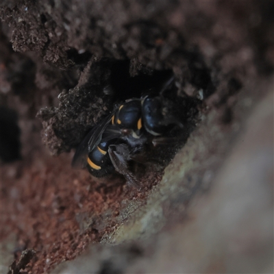 Lasioglossum (Australictus) peraustrale (Halictid bee) at Higgins, ACT - 22 Oct 2024 by MichaelWenke