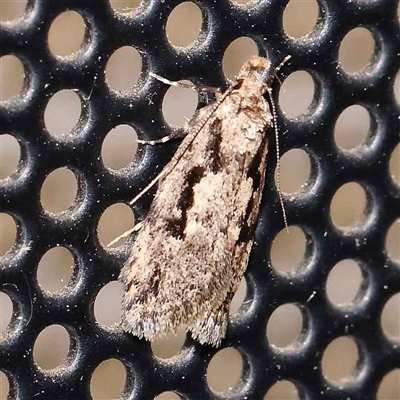 Barea bathrochorda (A Concealer moth (Barea group) at Turner, ACT - 23 Sep 2024 by ConBoekel