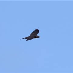 Tachyspiza fasciata (Brown Goshawk) at Malua Bay, NSW - 21 Oct 2024 by jb2602