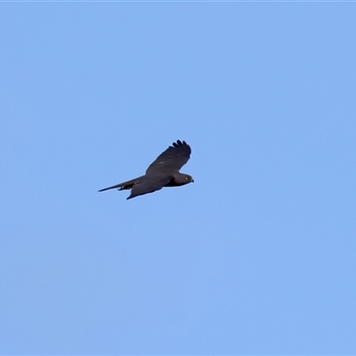 Tachyspiza fasciata (Brown Goshawk) at Malua Bay, NSW - 21 Oct 2024 by jb2602