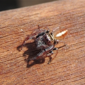 Opisthoncus sp. (genus) at Conder, ACT - 8 Jun 2024 01:06 PM