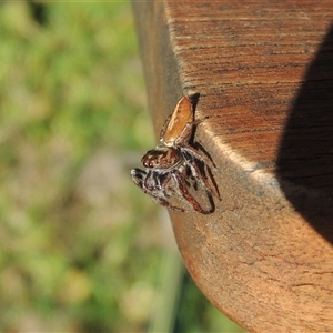 Opisthoncus sp. (genus) at Conder, ACT - 8 Jun 2024