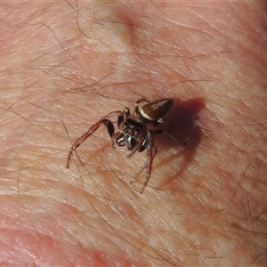 Opisthoncus sp. (genus) at Conder, ACT - 8 Jun 2024