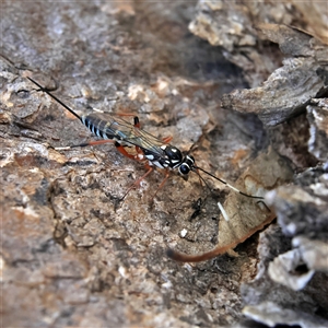 Glabridorsum stokesii at Higgins, ACT - 22 Oct 2024