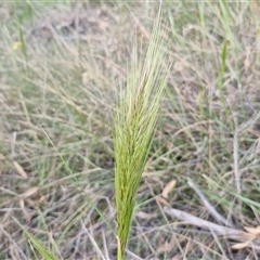 Austrostipa densiflora (Foxtail Speargrass) at Yarra, NSW - 22 Oct 2024 by trevorpreston