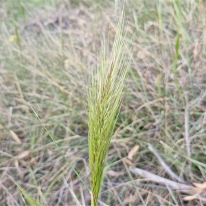 Austrostipa densiflora at Yarra, NSW - 23 Oct 2024