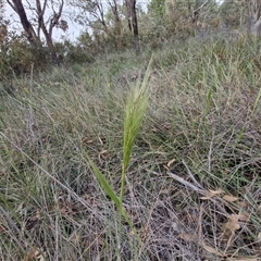 Austrostipa densiflora at Yarra, NSW - 23 Oct 2024