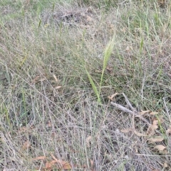 Austrostipa densiflora at Yarra, NSW - 23 Oct 2024