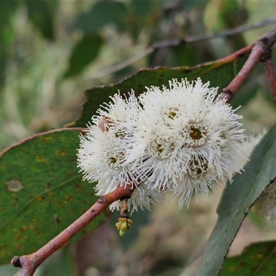 Eucalyptus dives at Yarra, NSW - 23 Oct 2024 by trevorpreston