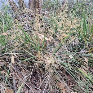 Lomandra multiflora at Yarra, NSW - 23 Oct 2024