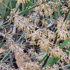 Lomandra multiflora at Yarra, NSW - 23 Oct 2024