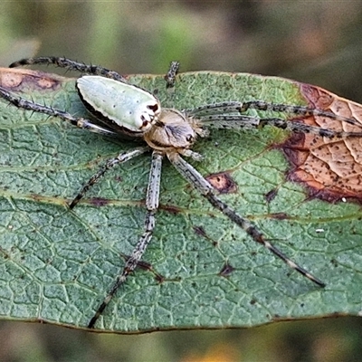 Unidentified Orb-weaving spider (several families) at Yarra, NSW - 22 Oct 2024 by trevorpreston