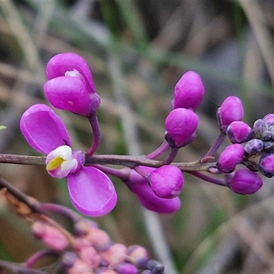 Comesperma ericinum (Heath Milkwort) at Yarra, NSW - 23 Oct 2024 by trevorpreston