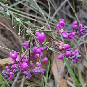 Comesperma ericinum at Yarra, NSW - 23 Oct 2024