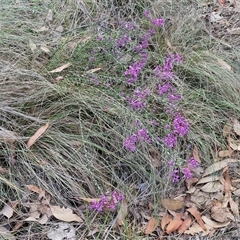 Comesperma ericinum at Yarra, NSW - 23 Oct 2024