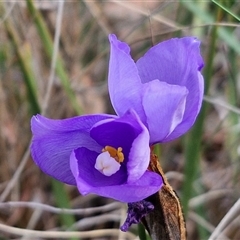 Patersonia sericea (silky purple-flag) at Yarra, NSW - 22 Oct 2024 by trevorpreston