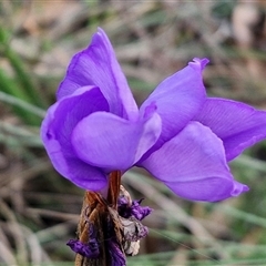 Patersonia sericea at Yarra, NSW - 23 Oct 2024