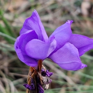 Patersonia sericea at Yarra, NSW - 23 Oct 2024