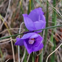 Patersonia sericea at Yarra, NSW - 23 Oct 2024