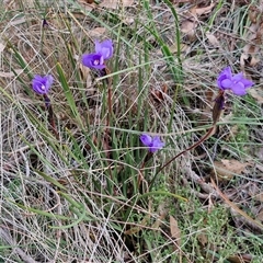 Patersonia sericea at Yarra, NSW - 23 Oct 2024