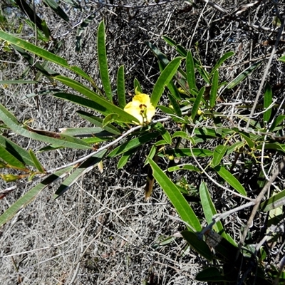 Labichea lanceolata (Spiny Butterfly Bush) at Kalbarri National Park, WA - 12 Sep 2024 by Paul4K
