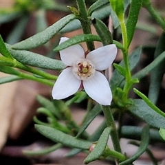 Unidentified Other Shrub at Yarra, NSW - 22 Oct 2024 by trevorpreston