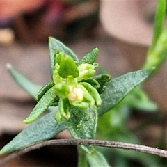 Stackhousia monogyna (Creamy Candles) at Yarra, NSW - 23 Oct 2024 by trevorpreston