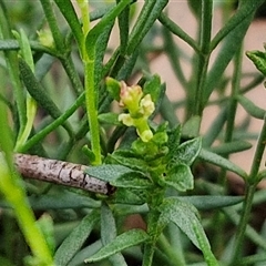 Stackhousia monogyna at Yarra, NSW - 23 Oct 2024 07:24 AM