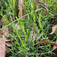 Stackhousia monogyna at Yarra, NSW - 23 Oct 2024 07:24 AM