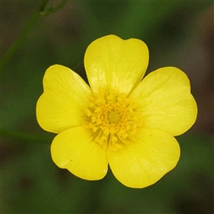 Ranunculus lappaceus (Australian Buttercup) at Alexandra, VIC - 4 Oct 2024 by ConBoekel