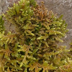 Unidentified Moss, Liverwort or Hornwort at Alexandra, VIC - 4 Oct 2024 by ConBoekel