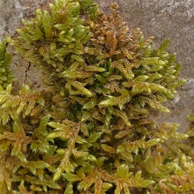 Unidentified Moss, Liverwort or Hornwort at Alexandra, VIC - 4 Oct 2024 by ConBoekel