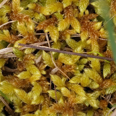 Unidentified Moss, Liverwort or Hornwort at Alexandra, VIC - 4 Oct 2024 by ConBoekel