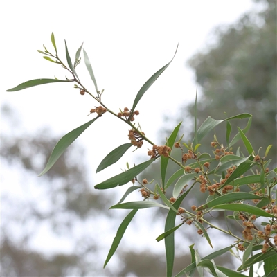 Acacia melanoxylon (Blackwood) at Alexandra, VIC - 4 Oct 2024 by ConBoekel