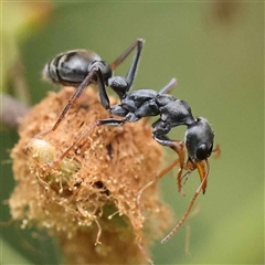 Myrmecia sp., pilosula-group (Jack jumper) at Alexandra, VIC - 4 Oct 2024 by ConBoekel