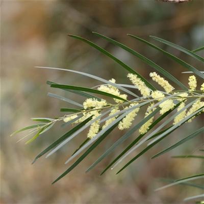 Acacia fimbriata (Fringed Wattle) at Alexandra, VIC - 4 Oct 2024 by ConBoekel