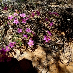 Unverified Other Shrub at Kalbarri National Park, WA - 12 Sep 2024 by Paul4K