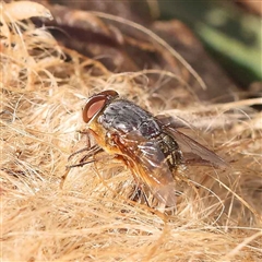 Calliphora stygia (Brown blowfly or Brown bomber) at Nicholls, ACT - 16 Sep 2024 by ConBoekel