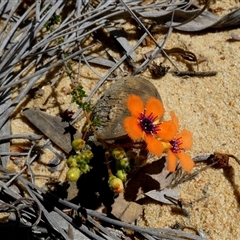 Pileanthus peduncularis (Coppercups) at Kalbarri National Park, WA - 12 Sep 2024 by Paul4K