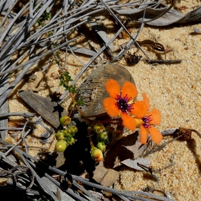Pileanthus peduncularis (Coppercups) at Kalbarri National Park, WA - 12 Sep 2024 by Paul4K