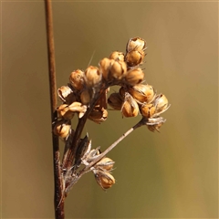 Juncus subsecundus (Finger Rush) at Nicholls, ACT - 16 Sep 2024 by ConBoekel