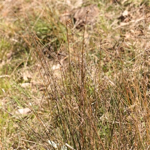 Juncus subsecundus at Nicholls, ACT - 16 Sep 2024 01:23 PM